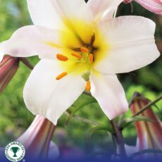 8718641996706 1 Lilium Regale.jpg